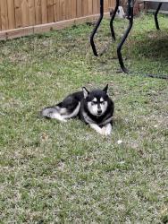Lost Female Dog last seen Elementary school/ bike path, Houston, TX 77024