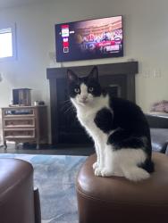 Lost Male Cat last seen Corbin and McAdams, Corbin and Churton, north of downtown Hillsborough, Hillsborough, NC 27278