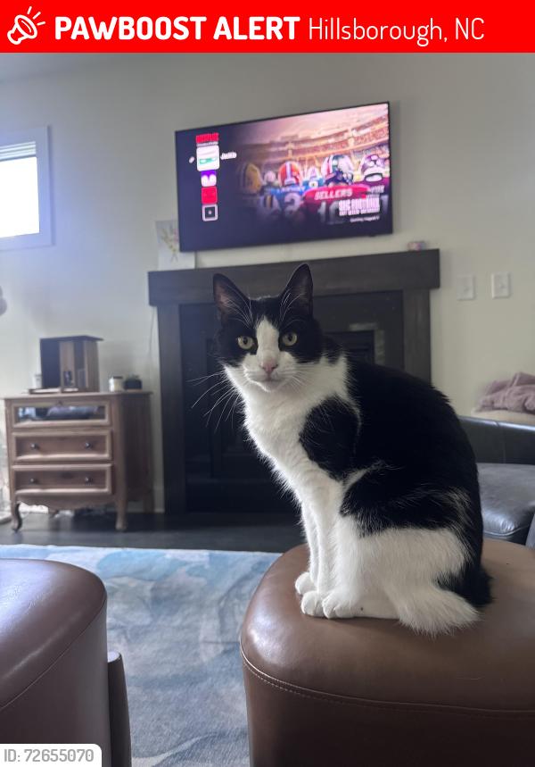 Lost Male Cat last seen Corbin and McAdams, Corbin and Churton, north of downtown Hillsborough, Hillsborough, NC 27278
