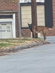 Found/Stray Unknown Dog last seen Birchwood Dr and Bethesda Rd Winston Salem 27103 (right there at Goodys Rest), Winston-Salem, NC 27103