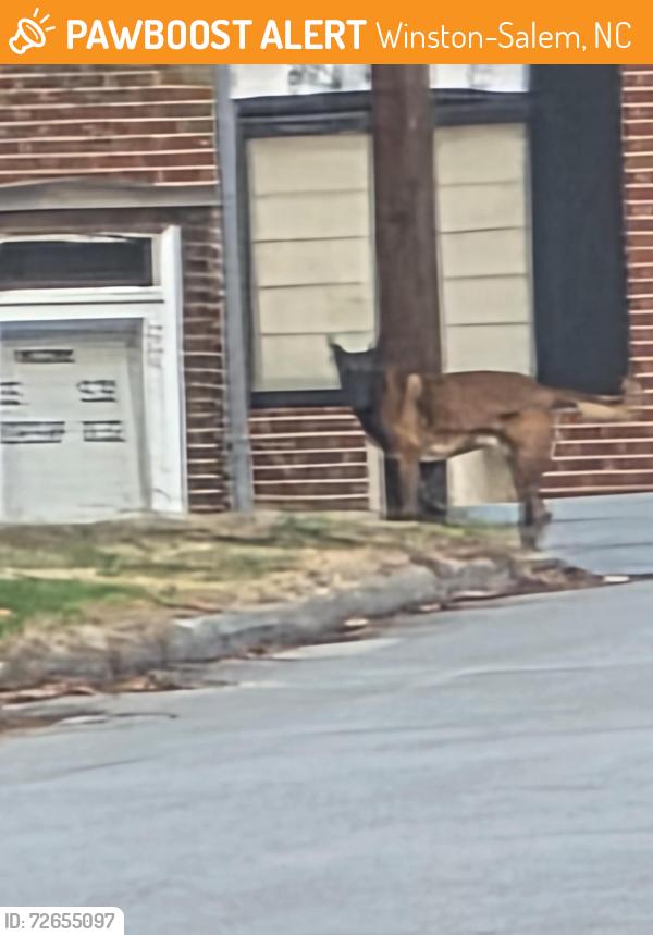 Found/Stray Unknown Dog last seen Birchwood Dr and Bethesda Rd Winston Salem 27103 (right there at Goodys Rest), Winston-Salem, NC 27103