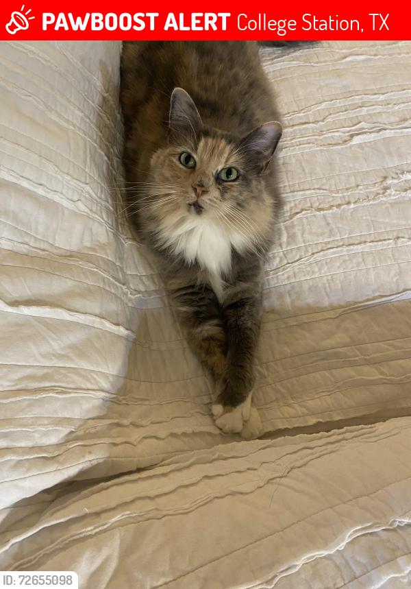 Lost Female Cat last seen Barnstable Harbor, College Station, TX 77845