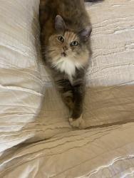 Lost Female Cat last seen Barnstable Harbor, College Station, TX 77845