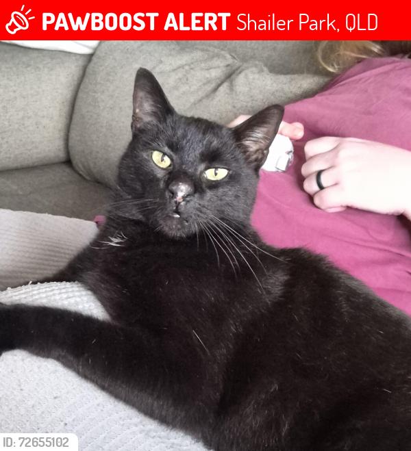 Lost Male Cat last seen Naccamys Cresent, Shailer Park, QLD 4128