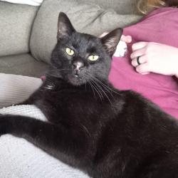 Lost Male Cat last seen Naccamys Cresent, Shailer Park, QLD 4128