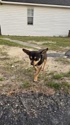 Found/Stray Male Dog last seen Overhills road and 210, Spring Lake, NC 28390