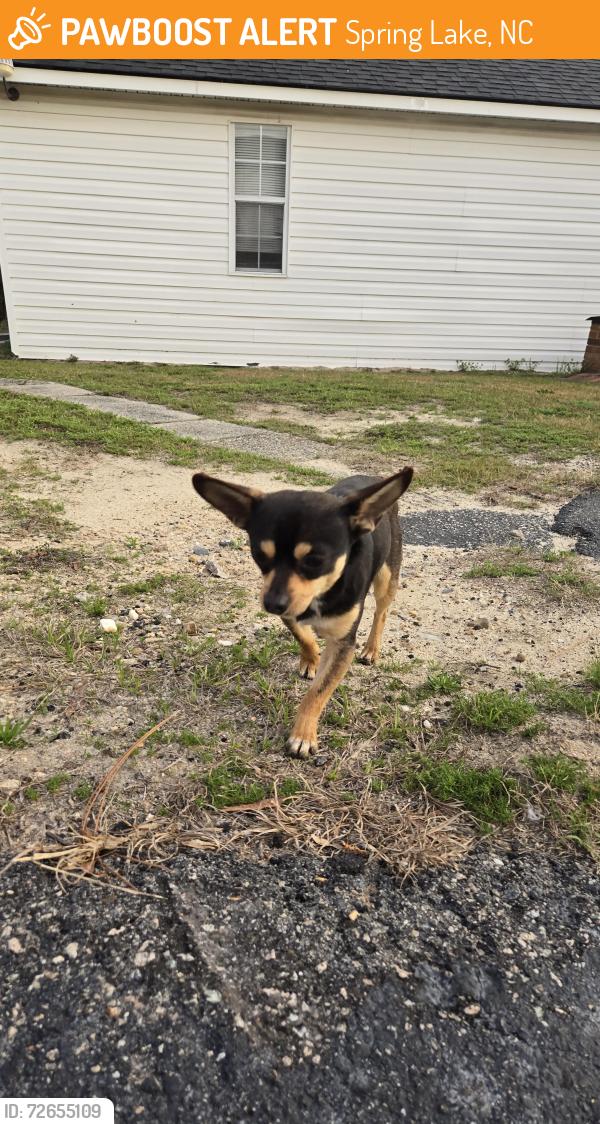 Found/Stray Male Dog last seen Overhills road and 210, Spring Lake, NC 28390