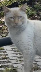 Found/Stray Unknown Cat last seen Reserve at Coral Springs, Coral Springs, FL 33065