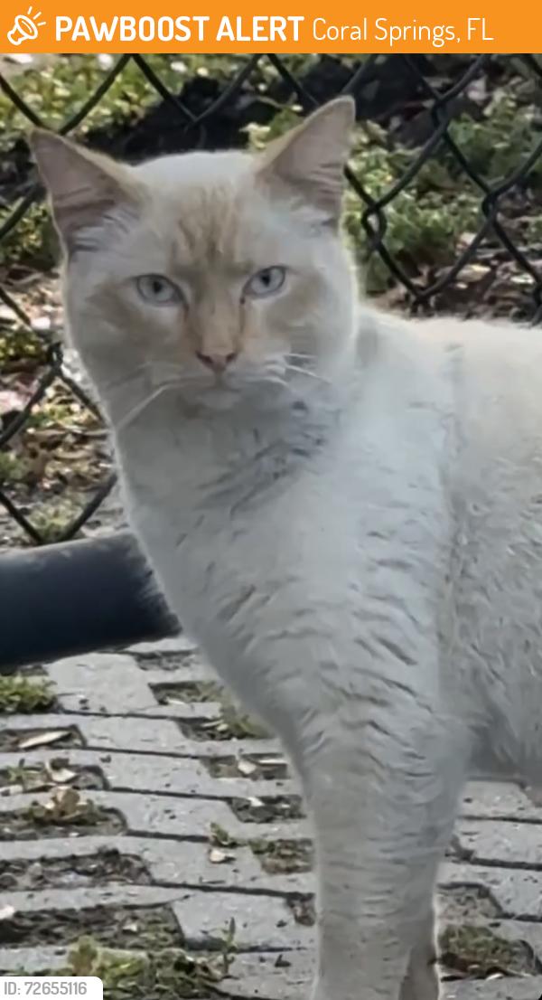 Found/Stray Unknown Cat last seen Reserve at Coral Springs, Coral Springs, FL 33065