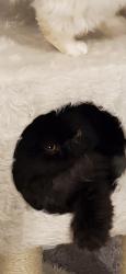 Lost Male Cat last seen Chappelle , Edmonton, AB T6W