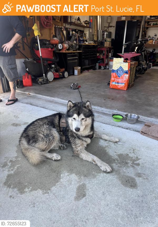 Found/Stray Male Dog last seen Cheribon , Port St. Lucie, FL 34953