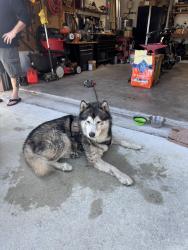 Found/Stray Male Dog last seen Cheribon , Port St. Lucie, FL 34953