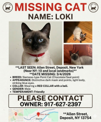 Lost Male Cat last seen 2nd st , Deposit, NY 13754