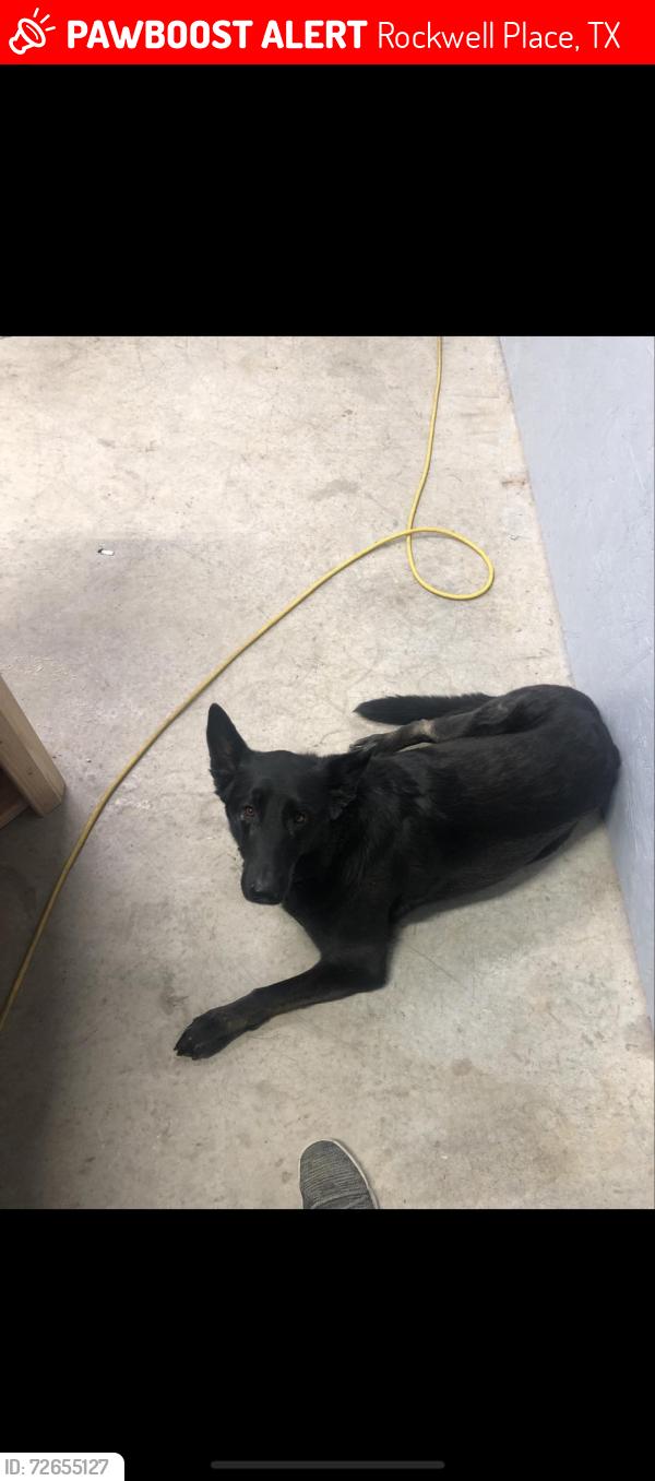 Lost Male Dog last seen Lair, Rockwell Place, TX 79015