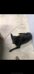 Lost Male Dog last seen Lair, Rockwell Place, TX 79015