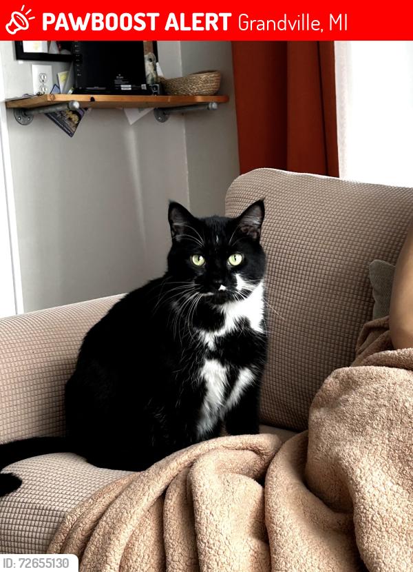 Lost Male Cat last seen Ramblewood apmts, Grandville, MI 49418