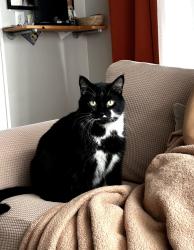 Lost Male Cat last seen Ramblewood apmts, Grandville, MI 49418