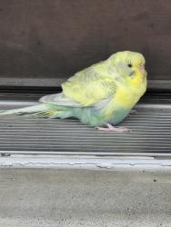 Found/Stray Unknown Bird last seen Elwyn Terrace, Manheim, PA 17545