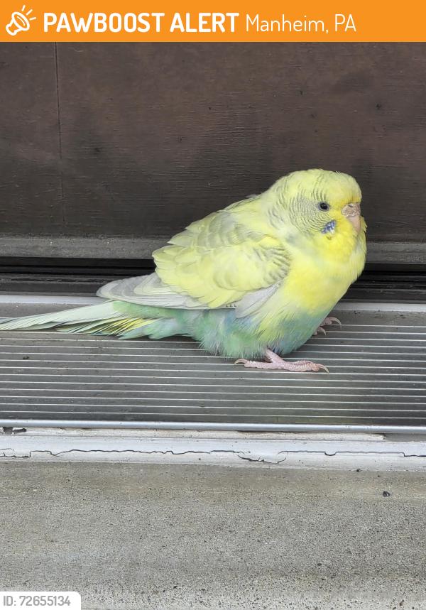 Found/Stray Unknown Bird last seen Elwyn Terrace, Manheim, PA 17545