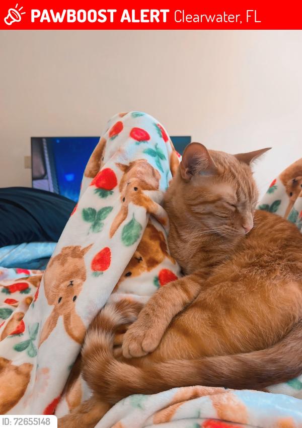 Lost Male Cat last seen Missouri ave and Druid rd, Clearwater, FL 33764