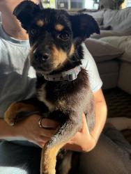 Found/Stray Male Dog last seen John Muir Elementary School, Fresno, CA 93728