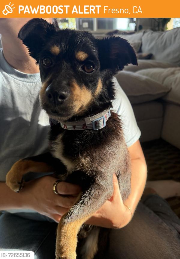 Found/Stray Male Dog last seen John Muir Elementary School, Fresno, CA 93728