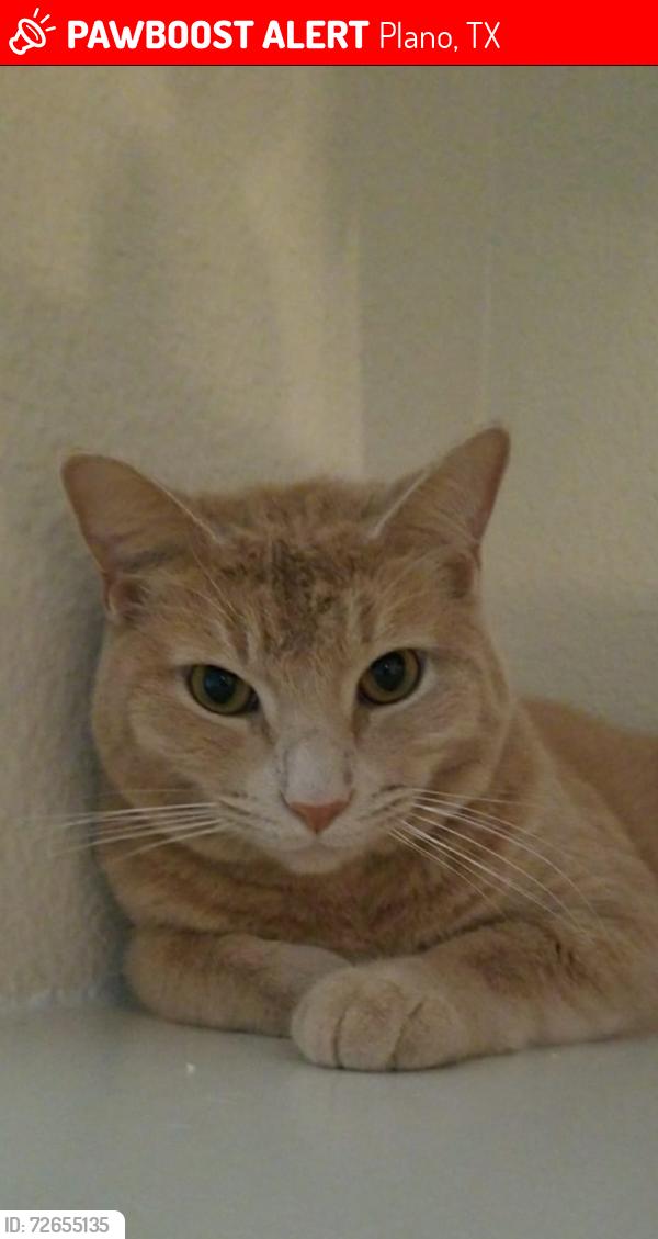 Lost Male Cat last seen Warm Springs Circle, Hickory Ridge, Plano, TX 75024