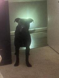 Lost Male Dog last seen Lanniigan & Chippendale possibly castleton & lee st , Greensboro, NC 27406