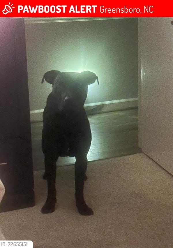 Lost Male Dog last seen Lanniigan & Chippendale possibly castleton & lee st , Greensboro, NC 27406