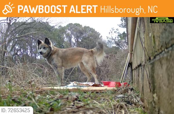 Found/Stray Unknown Dog last seen Cardinal Dr, Hillsborough, NC 27278