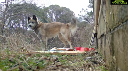 Found/Stray Unknown Dog last seen Cardinal Dr, Hillsborough, NC 27278