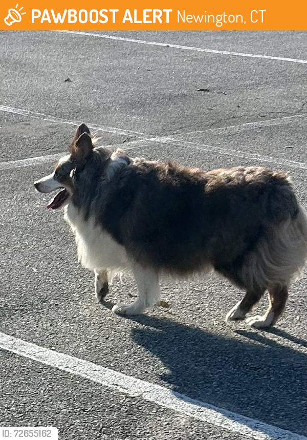 Found/Stray Unknown Dog last seen Pick up/drop off lot, Newington, CT 06111