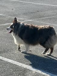 Found/Stray Unknown Dog last seen Pick up/drop off lot, Newington, CT 06111