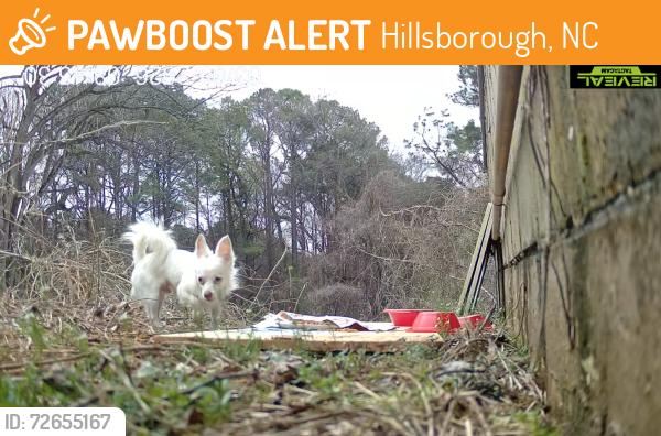 Found/Stray Unknown Dog last seen Hillsborough, NC 27278, Hillsborough, NC 27278
