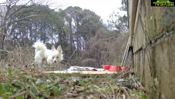 Found/Stray Unknown Dog last seen Hillsborough, NC 27278, Hillsborough, NC 27278