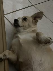 Lost Female Dog last seen swan glen dr, Houston, TX 77099