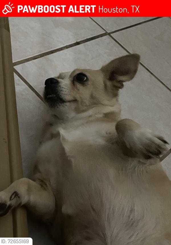 Lost Female Dog last seen swan glen dr, Houston, TX 77099
