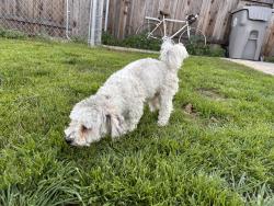 Found/Stray Male Dog last seen 52nd and P, Sacramento, CA 95819