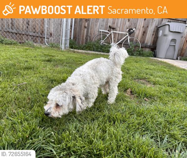 Found/Stray Male Dog last seen 52nd and P, Sacramento, CA 95819