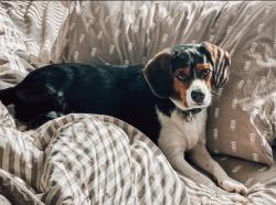 Lost Male Dog last seen In between stop 18 & Worthsville , Greenwood, IN 46143