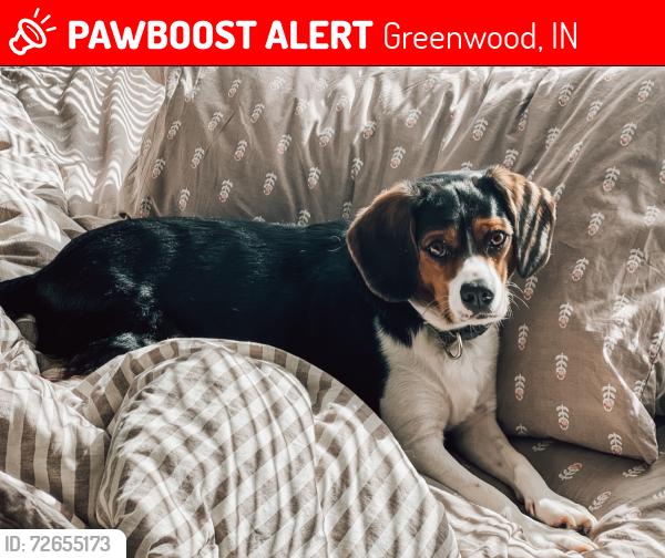 Lost Male Dog last seen In between stop 18 & Worthsville , Greenwood, IN 46143