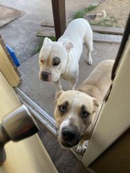 Found/Stray Female Dog last seen 34th & milwaukee, Lubbock, TX 79407