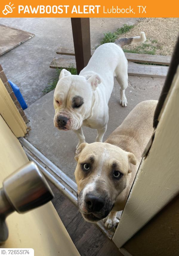 Found/Stray Female Dog last seen 34th & milwaukee, Lubbock, TX 79407