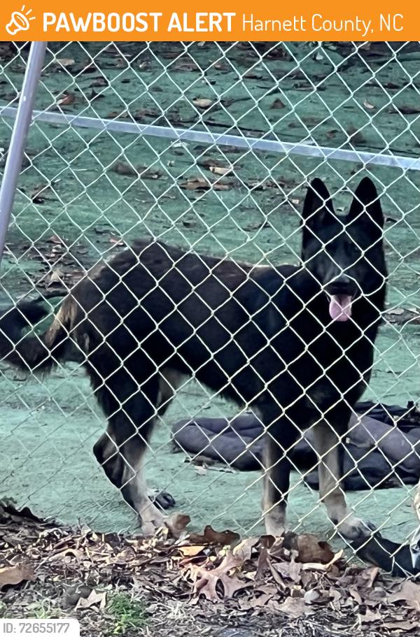 Found/Stray Unknown Dog last seen Cresthaven Dr, Harnett County, NC 27332