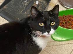 Lost Male Cat last seen Ohio Street and Alberta Street, Anaheim, CA 92805