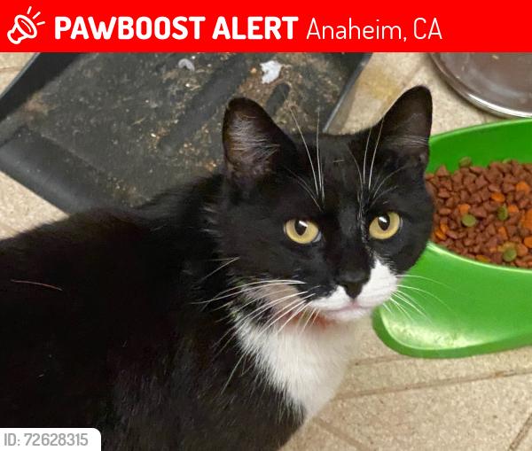 Lost Male Cat last seen Ohio Street and Alberta Street, Anaheim, CA 92805
