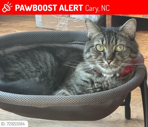 Lost Male Cat last seen Tryon & Thornewood, Cary, NC 27518