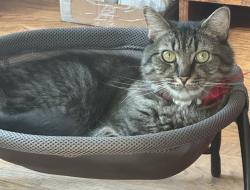 Lost Male Cat last seen Tryon & Thornewood, Cary, NC 27518