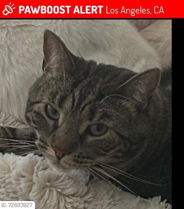 Lost Female Cat last seen Near camellia ave , Dilling and aqua vista., Los Angeles, CA 91604