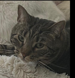 Lost Female Cat last seen Near camellia ave , Dilling and aqua vista., Los Angeles, CA 91604